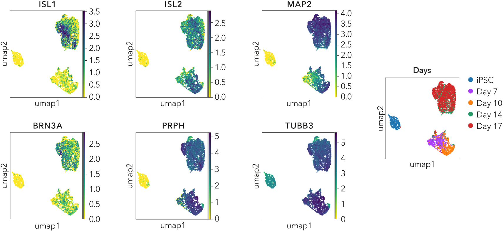 FINAL scRNA Seq pan sensory marker figure_Morse