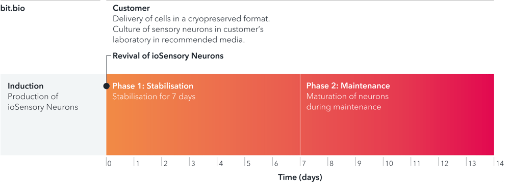 bit.bio_ioSensory Neurons_timeline_horizontal