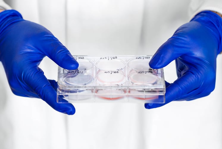 cell culture experiment - six well tissue culture plate