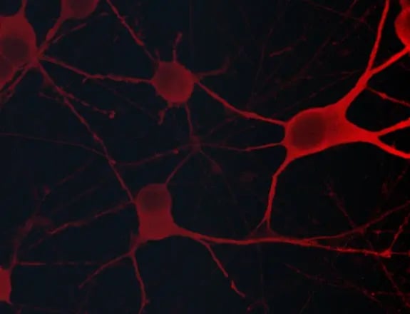 TDP-43 loss-of-function in human neurons: molecular and functional insights