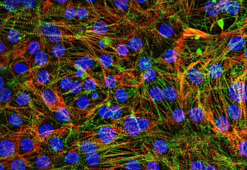 myrCell Atrial Cardiomyocytes