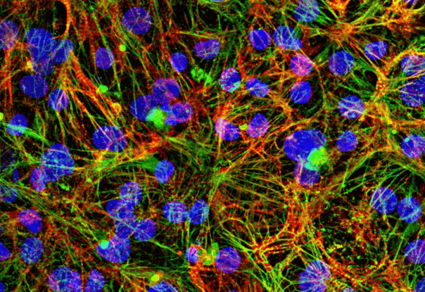 myrCell Cardiomyocytes ICC staining protocol | bit.bio