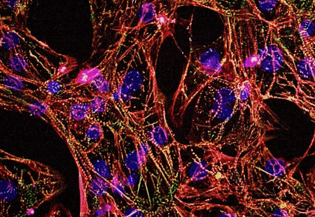 myrCell Ventricular Cardiomyocytes