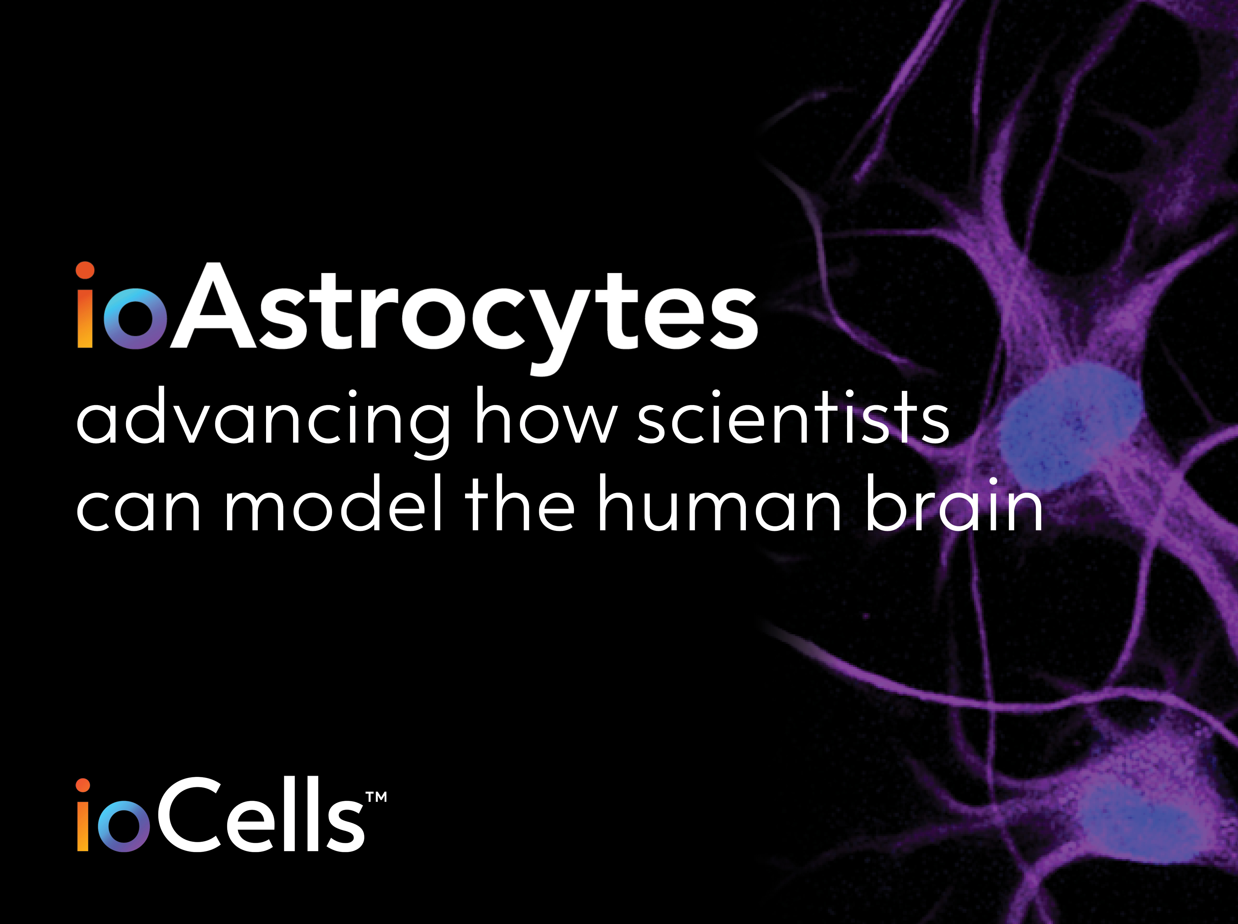 bit.bio launches ioAstrocytes