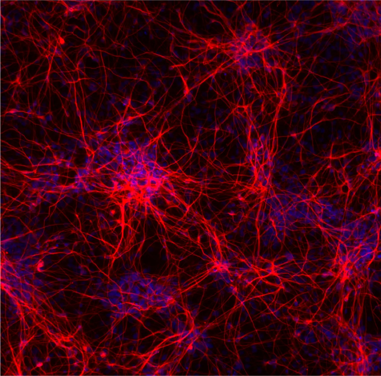 bit.bio-ioGlutamatergic-Neurons