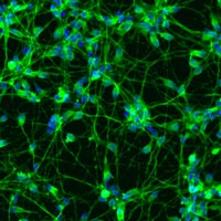ioGlutamatergic Neurons