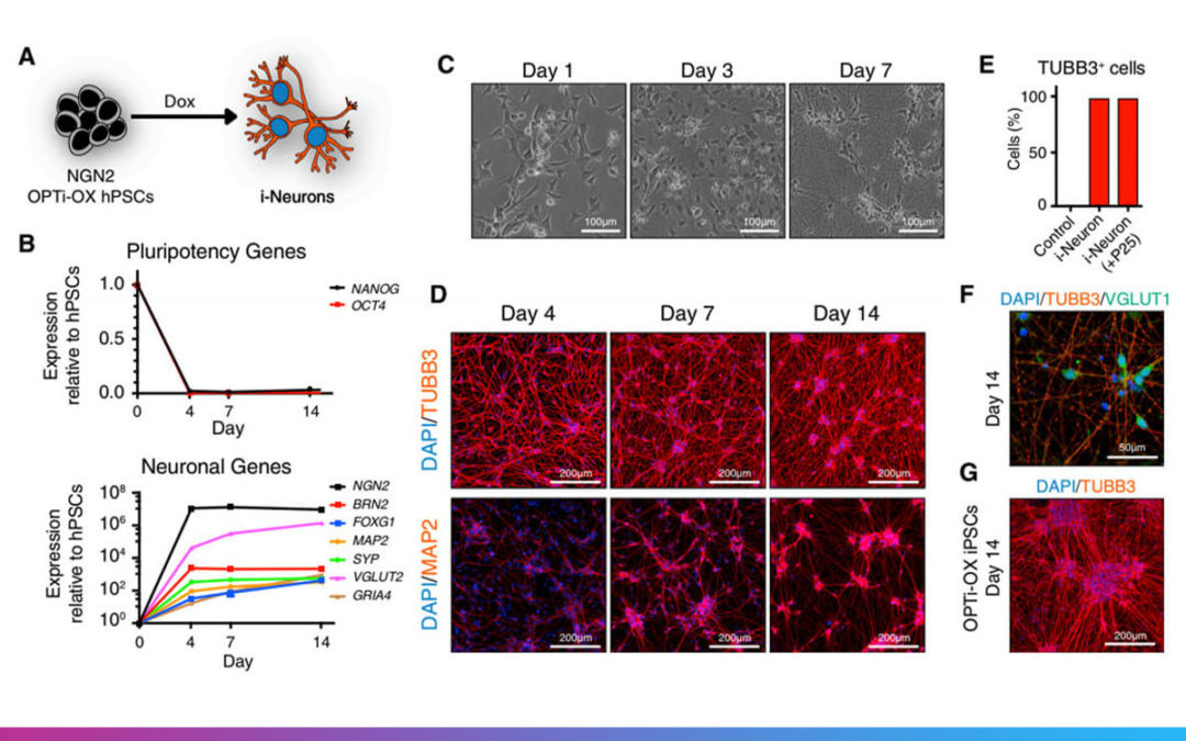 Inducible and Deterministic Forward Programming of Human Pluripotent Stem Cells into Neurons, Skeletal Myocytes, and Oligodendrocytes
