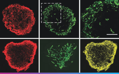 Lipid-Bilayer-Supported 3D Printing of Human Cerebral Cortex Cells Reveals Developmental Interactions