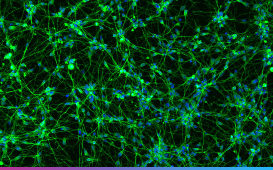 publication-reprogramming-the-stem-cell-NEW-colour-1080x675