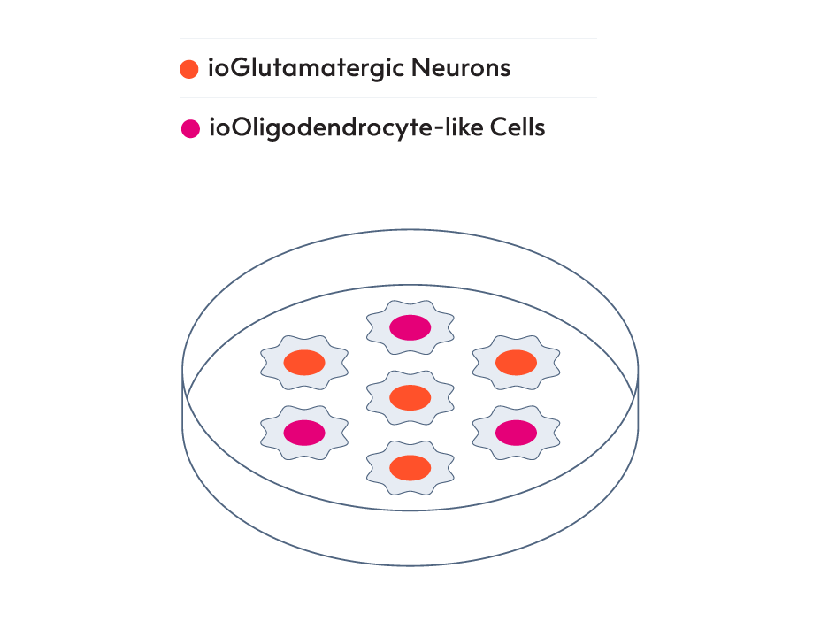 PetriDish-Oligodendrocyte