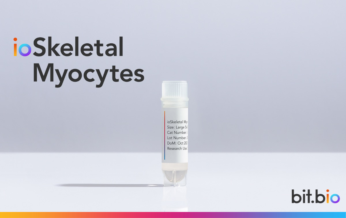 Introducing ioSkeletal Myocytes, Developing the next generation of human muscle cells