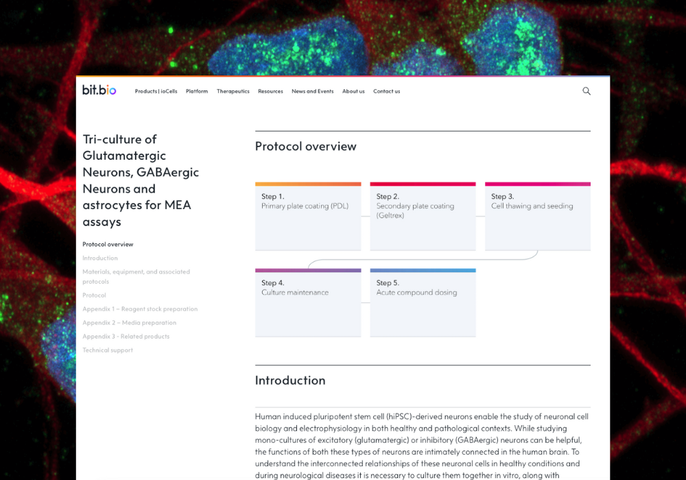 Tri-culture of ioGlutamatergic Neurons, ioGABAergic Neurons and astrocytes protocol (2)