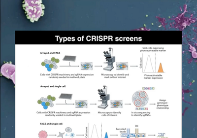 Access a new generation of physiologically relevant CRISPR screens-1