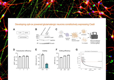 Running Large-Scale CRISPR Screens in Human Neurons
