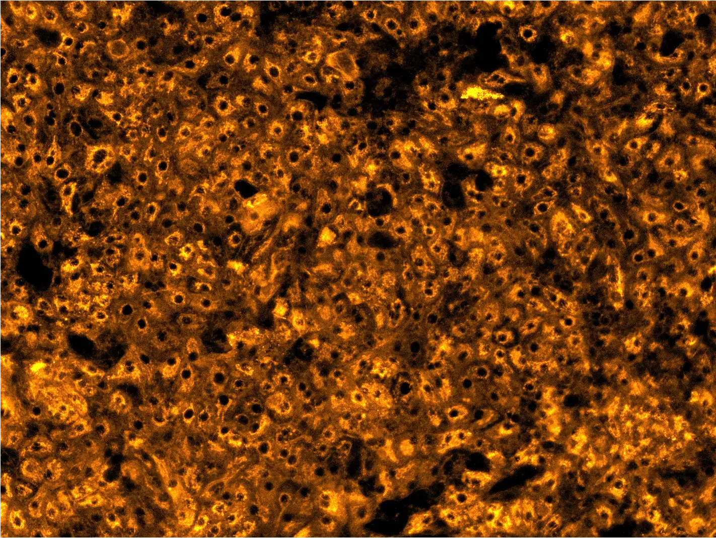 bit.bio launches Early Access programme for ioHepatocytes, a new iPSC-derived liver model