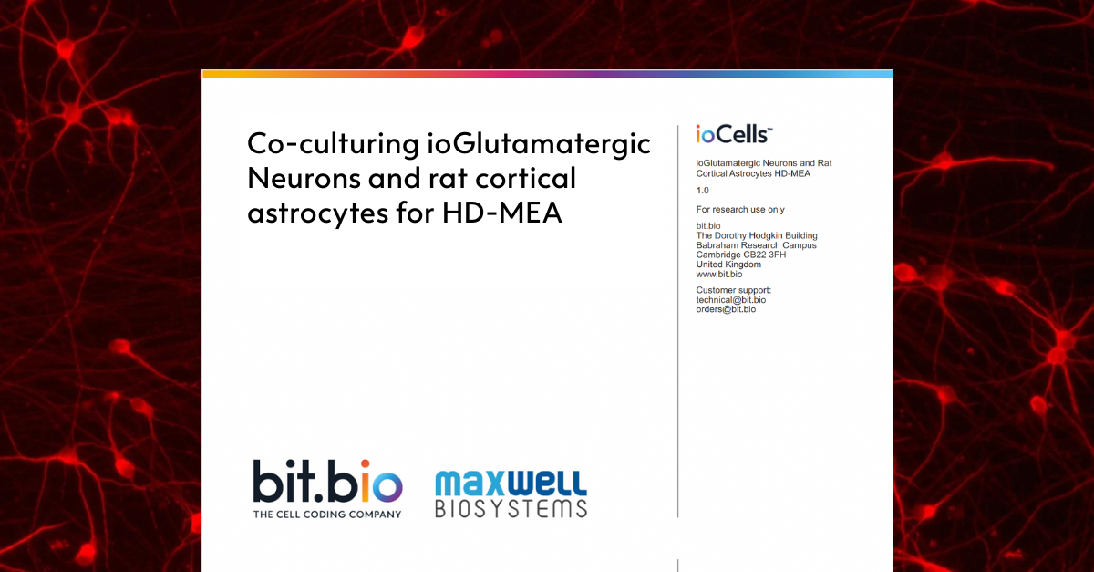glutamatergic neurons-rat astrocytes MEA co culture protocol