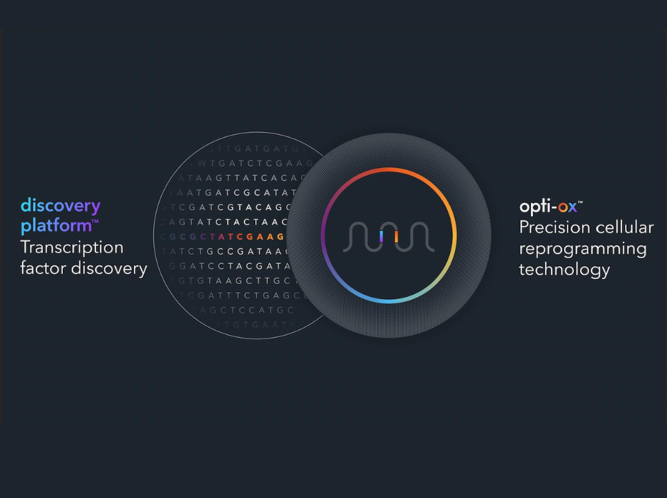 Foundational US patent secured for bit.bio's opti-ox technology