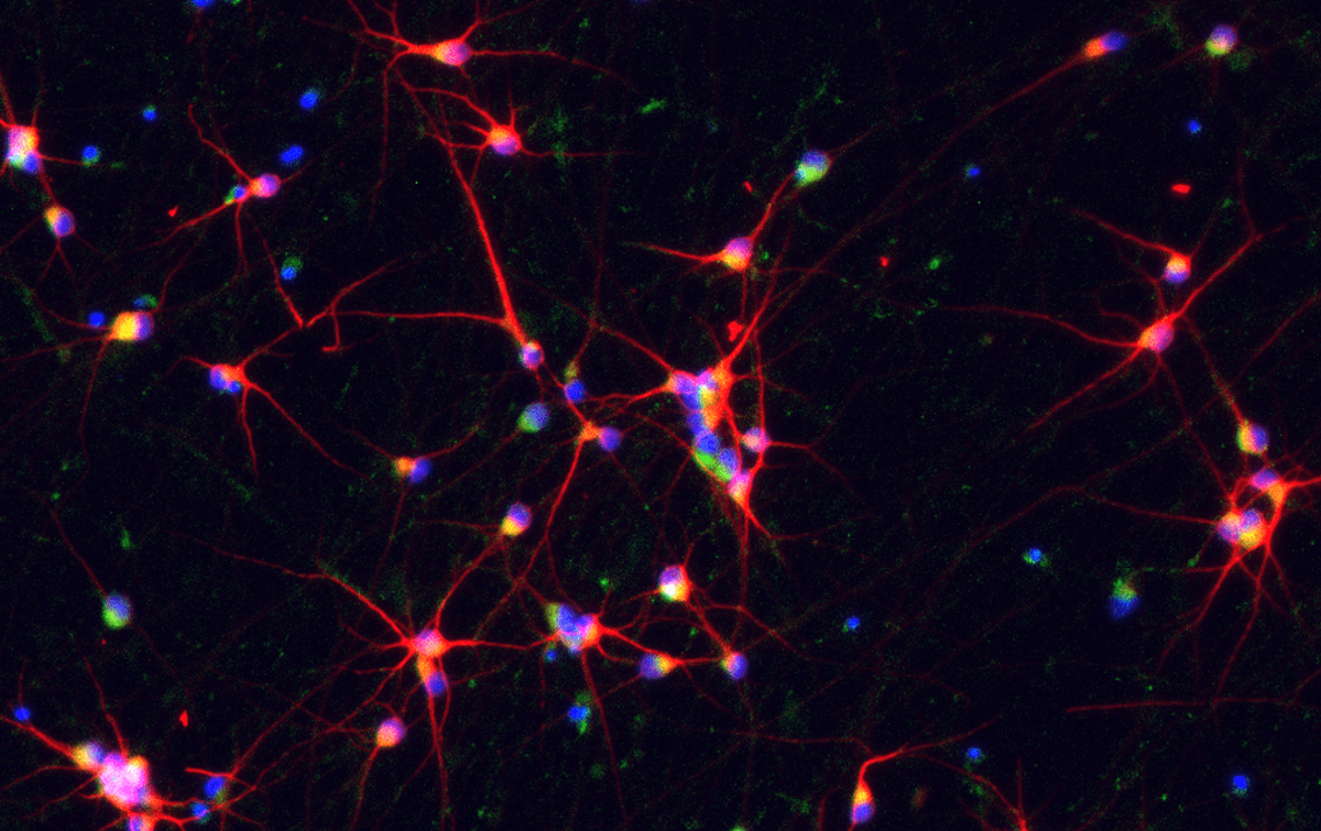 bit.bio ioGlutamatergic Neurons 