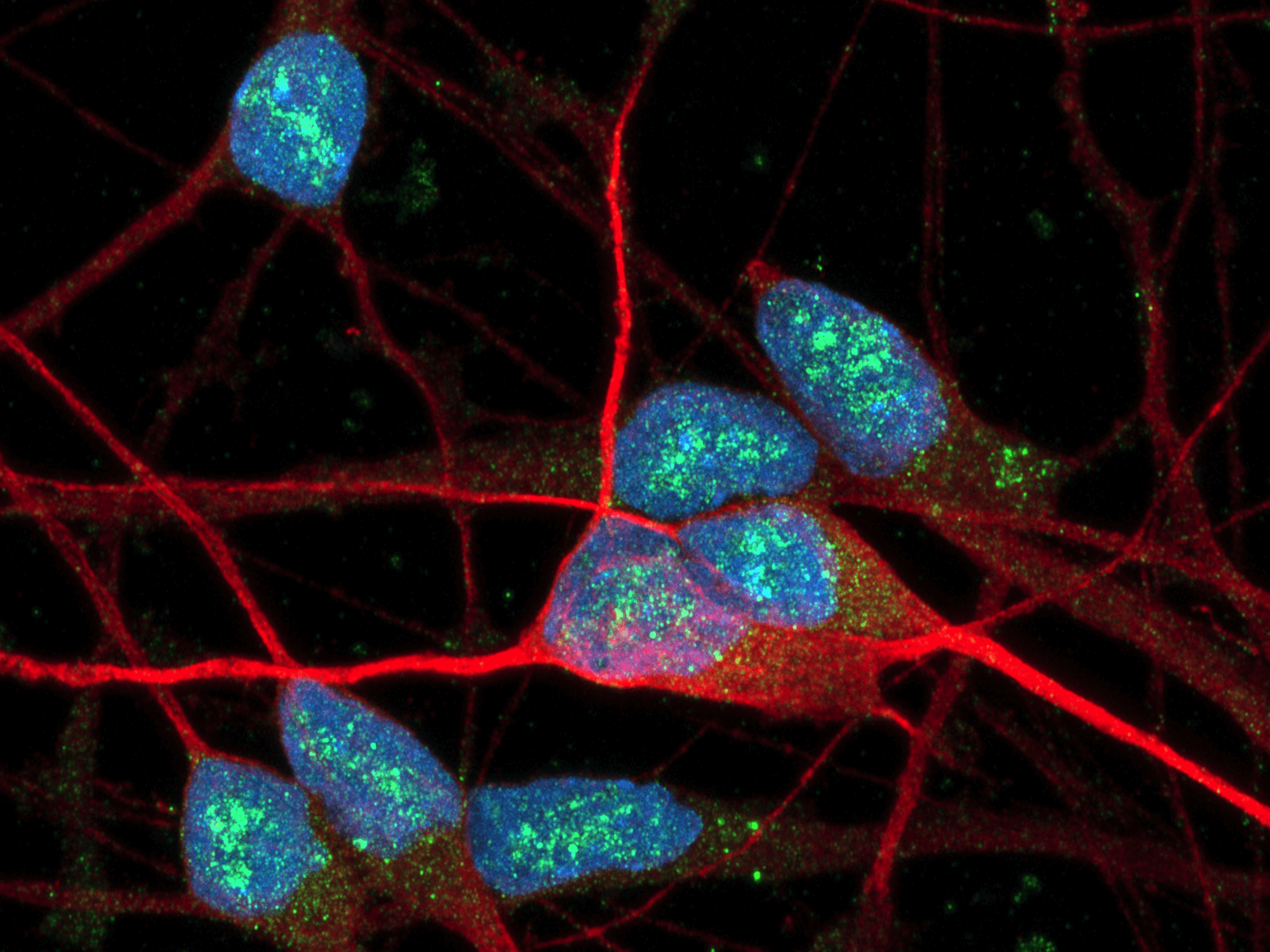 ioGABAergic Neurons prodcut page hero