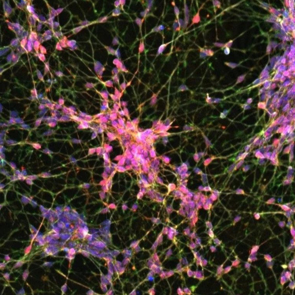ioGABAergic Neurons