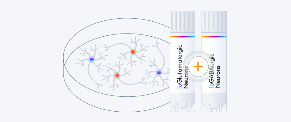 Co-culture human excitatory and inhibitory neurons to model neurodegenerative disease