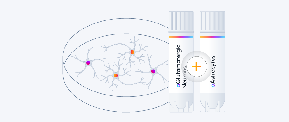 Co-culture hiPSC-derived glutamatergic neurons and astrocytes