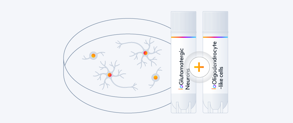 Oligodendrocyte-like cells in co-culture with neurons for an in vitro myelination model