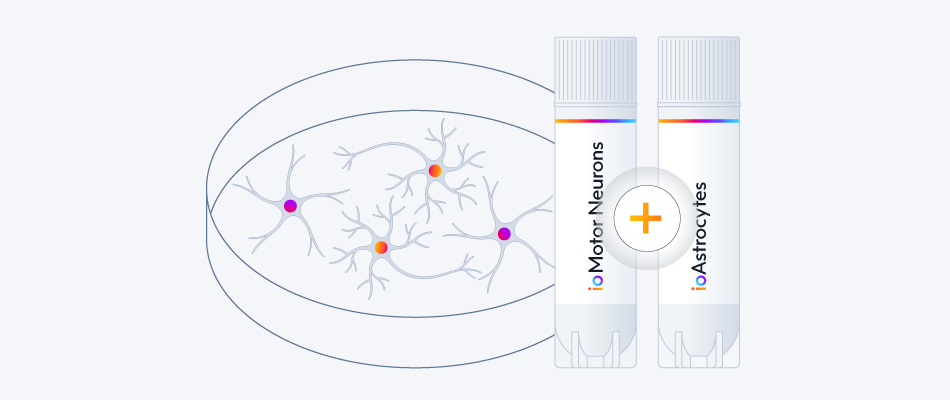 Co-culture hiPSC-derived with motor neurons and astrocytes for in vitro disease modeling.