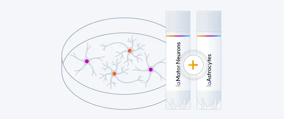Co-culture-hiPSC-derived-motor-neurons-and-astrocytes