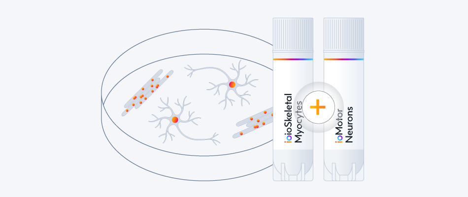 Co-culture-hiPSC-derived-skeletal-myocytes-and-motor-neurons