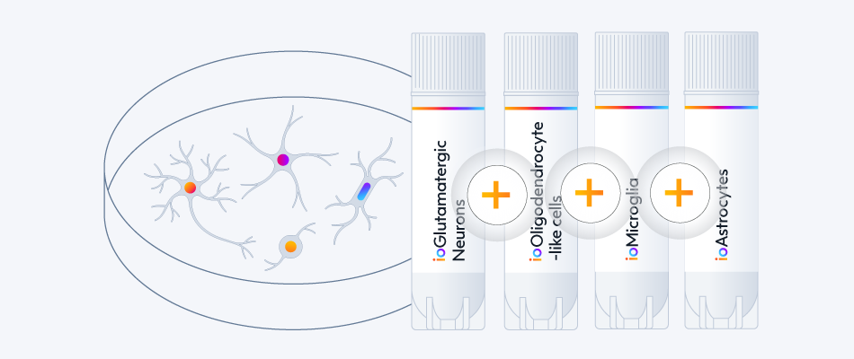 Multi-cellular model with neurons and glia human iPSC-derived cells.