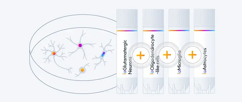 Quad-culture-glutamatergic-neurons-microglia-astrocytes-and-oligodendrocyte-like-cells