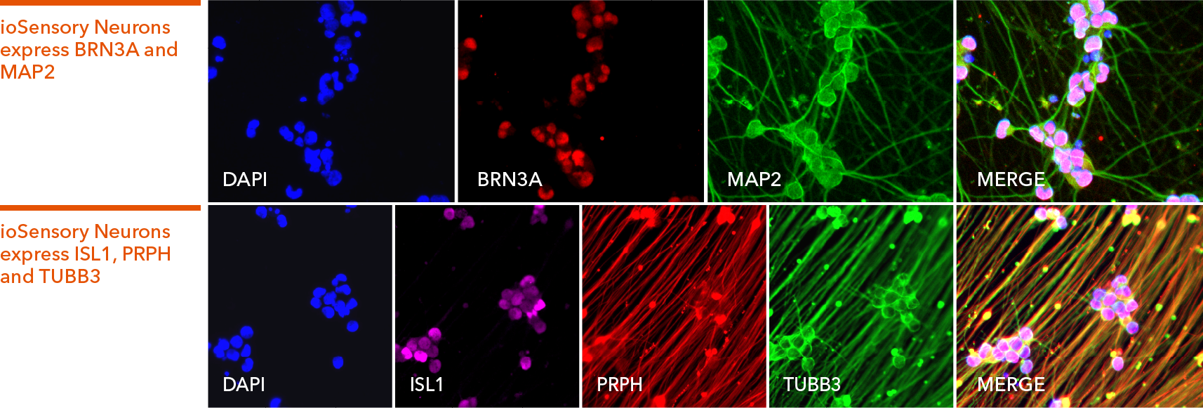 bitbio-ioSensory_Neurons-ICC_Comparison V2