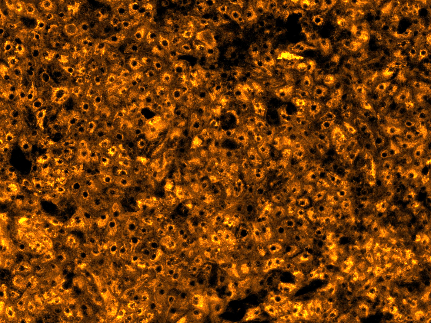 bit.bio launches Early Access programme for ioHepatocytes, a new iPSC-derived liver model