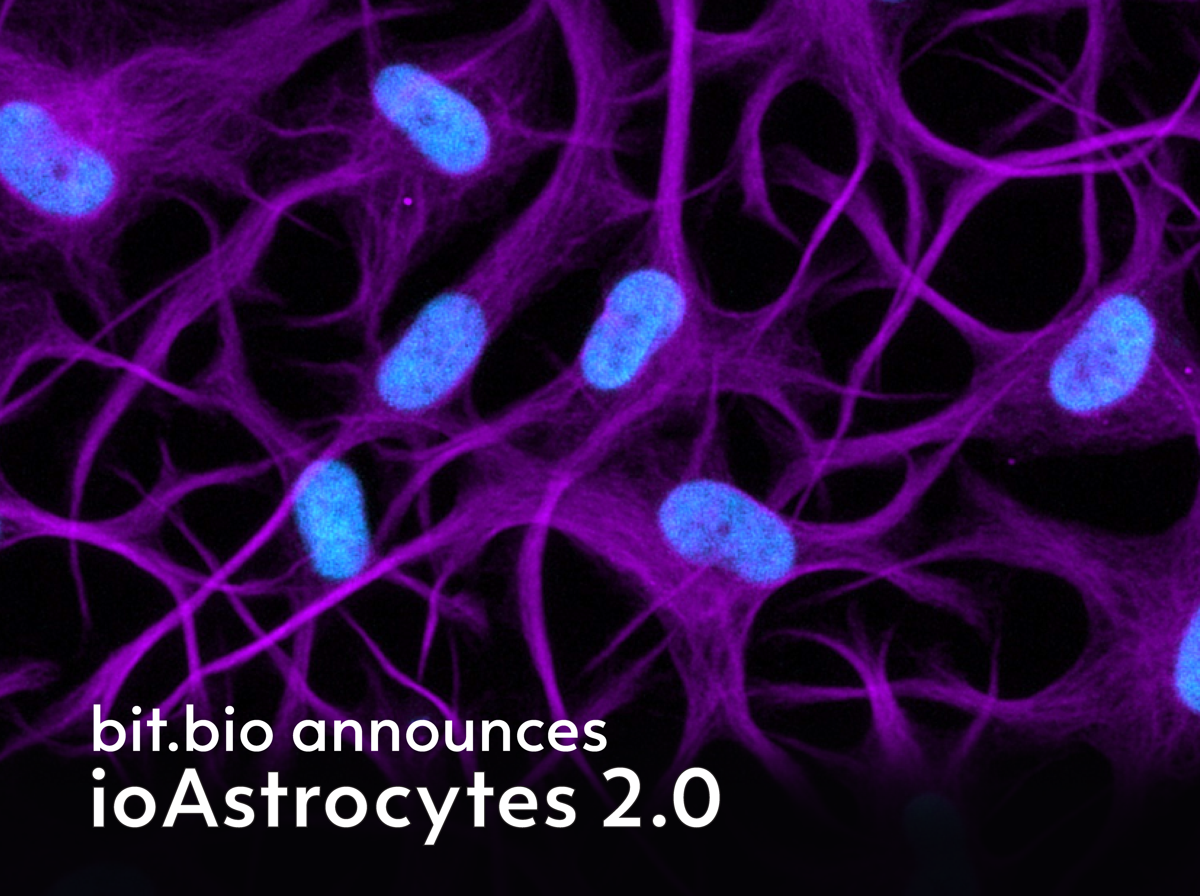bit.bio launches ioAstrocytes 2.0 for reproducible all-human neuron–astrocyte cultures