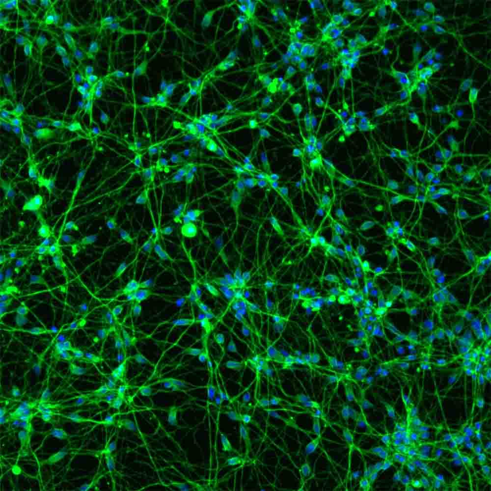 ioGlutamatergic Neurons 