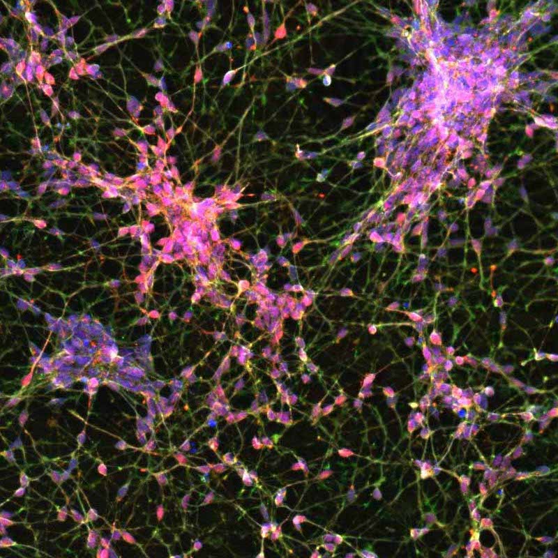 bit.bio ioGABAergic Neurons 1 square