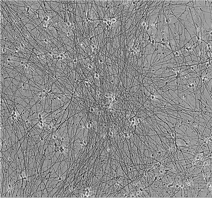 ioGlutamatergic Neurons TDP-43 M337V/M337V brightfield day 11