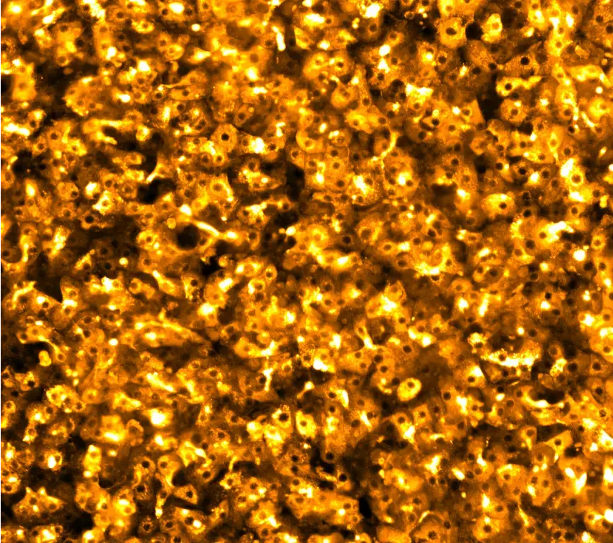 ioHepatocytes powered by opti-ox